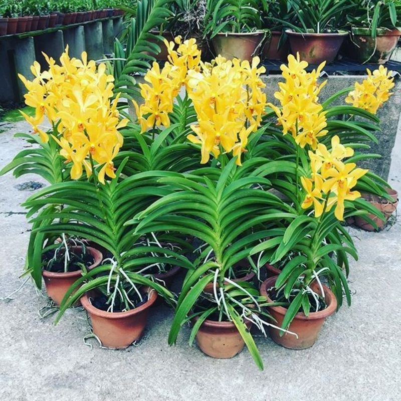 Anggrek Vanda ascocentrum miniatum (kuning)