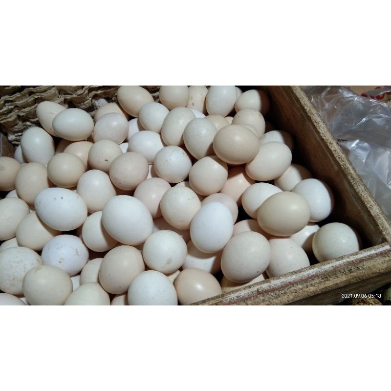 

TELUR AYAM KAMPUNG [ 1 PCS ]