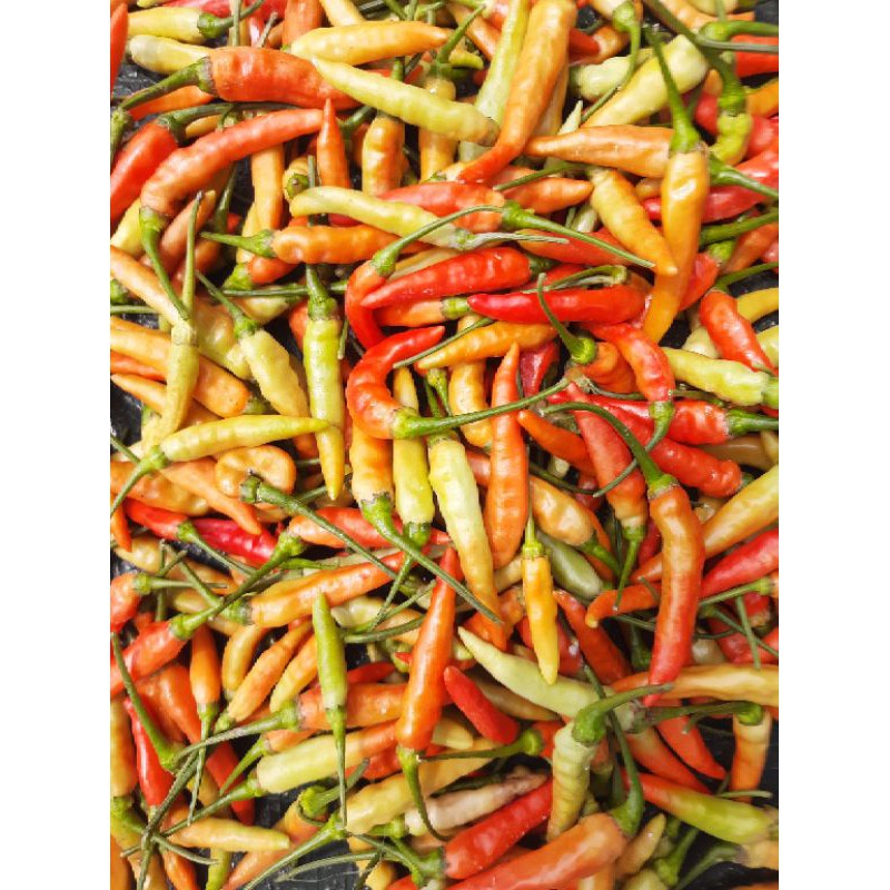 

CABE RAWIT SUPER, KUALITAS SUPER HARGA TERJANGKAU (250gr)