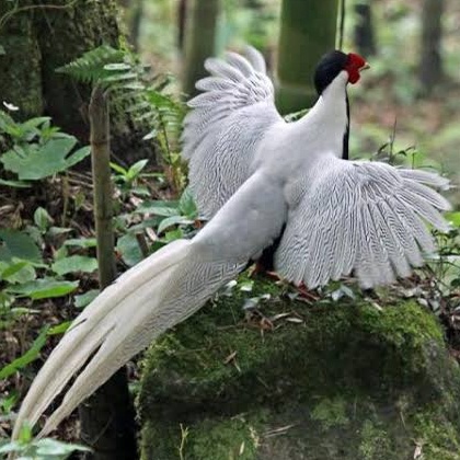 

TELUR AYAM HIAS RINGNECK PHEASANT JENIS SILVER FERTIL ASLI UNTUK TERNAK