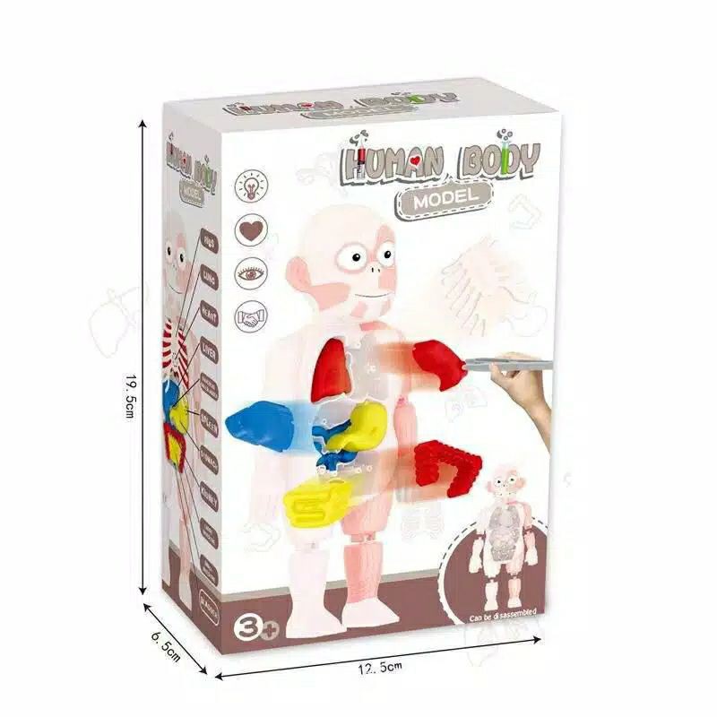 puzzle 3D Human Body Model