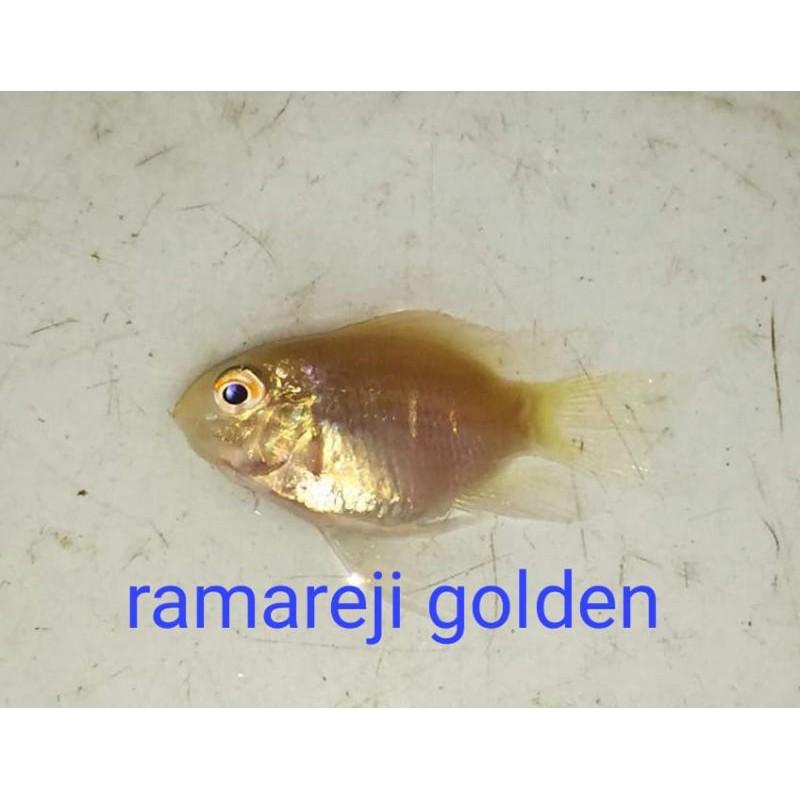 

rama reji golden
