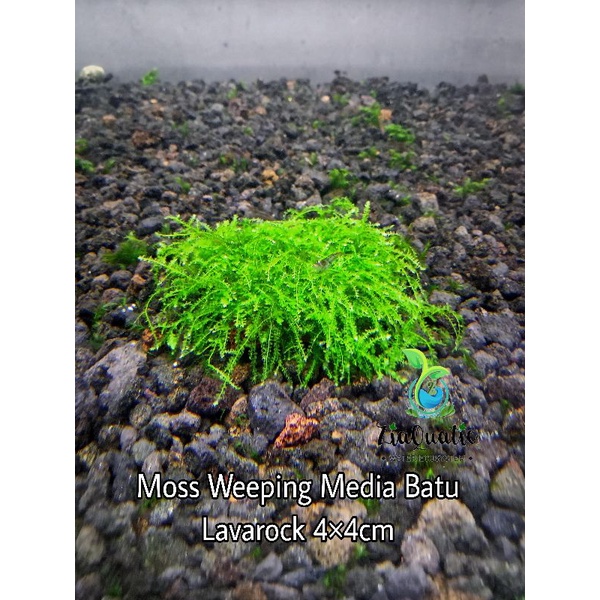 Tanaman Aquascape Moss Weeping Media Batu Lavarock 4×4cm MURAH