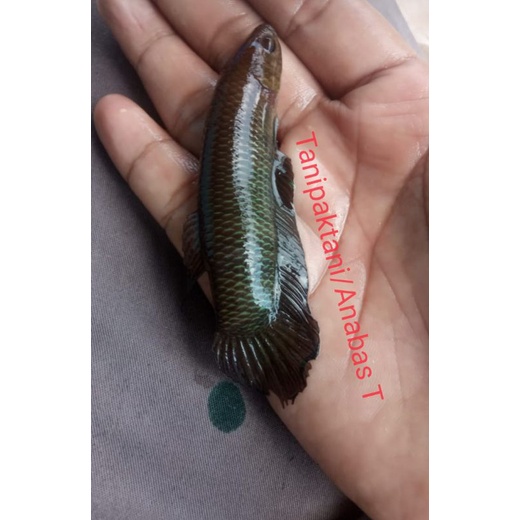 

WB Simorum / Bellica