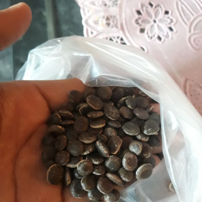 

BIJI ARABIKA/ALE KEMPLANG 1KG BERSIH SIAP TANAM