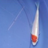 ikan Koi blitar tancho kohaku doitsu