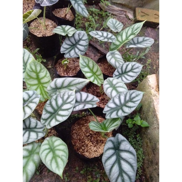 alocasia silver dragon/ tengkorak