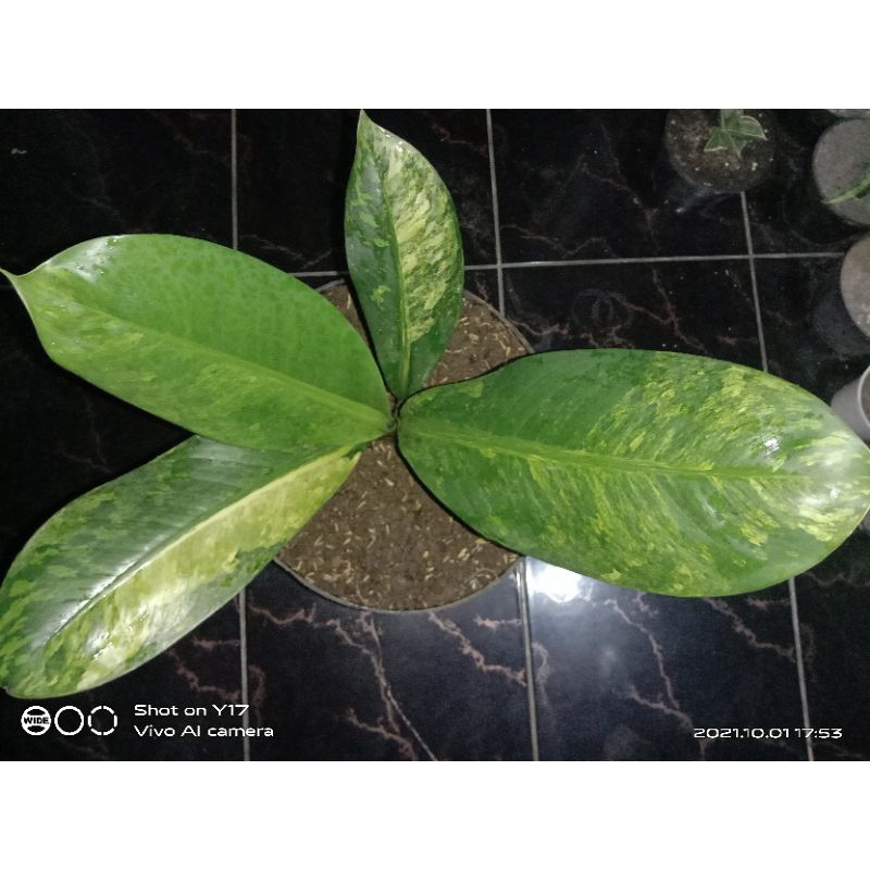 diven panglima varigata