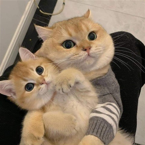 Pastela Milkpan Frypan Sett Maspion Teplon Panci Wajan Anti Lengket