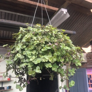 tanaman hias gantung kribo Creeping Inchplant Callisia tanaman hias gantung kribo Creeping Inchplant Callisia