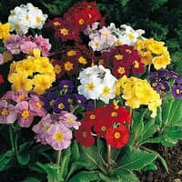 Benih Bibit Biji - Bunga Polyanthus Large Flowered (Polyanthus elatior) Mixed Flower Seeds - IMPORT