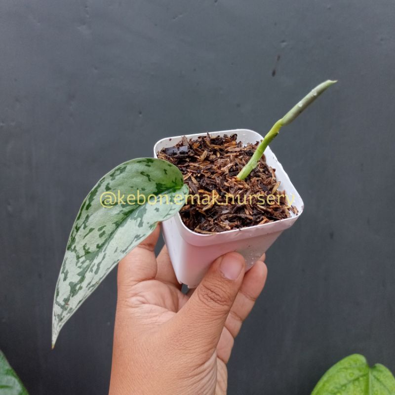 SCINDAPSUS SILVER LADY EKONOMIS