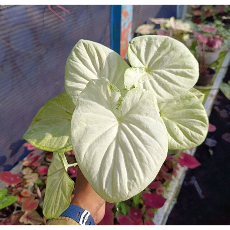 Caladium white cobra hybrid thai series tanaman hias