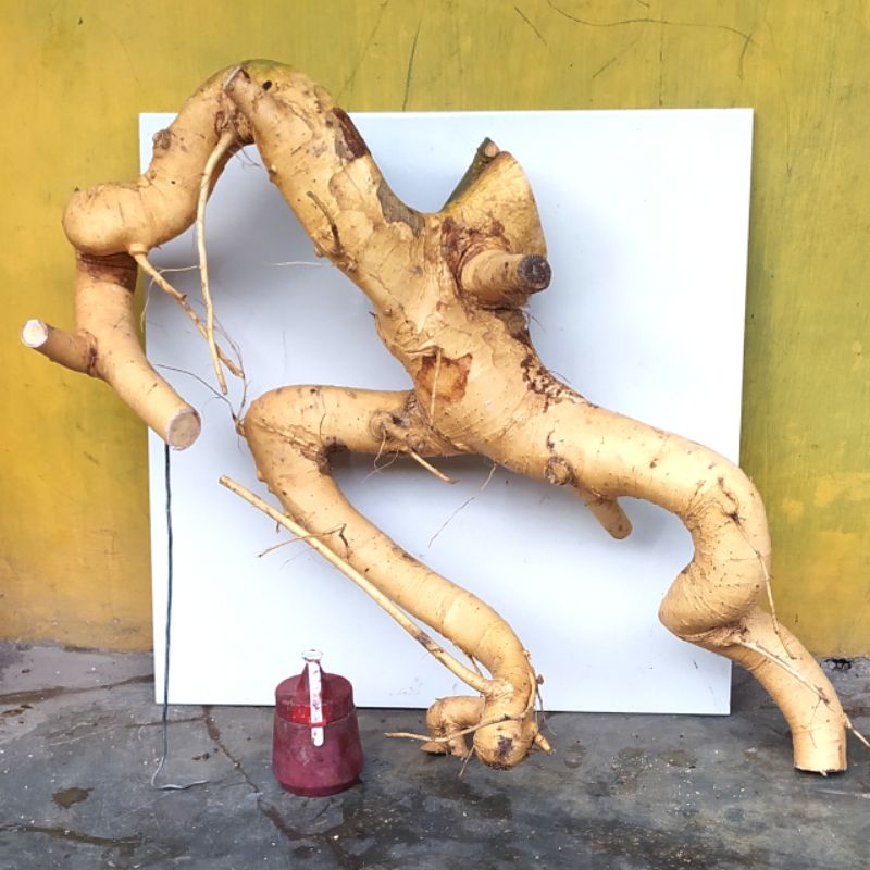 bahan bonsai serut meliuk extreme sesuai foto