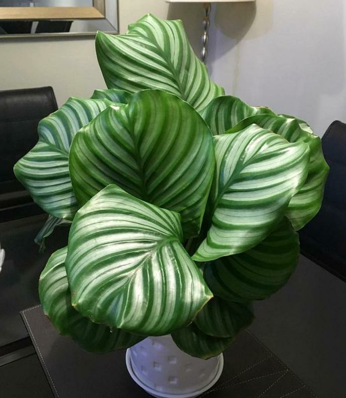 Tanaman Hias Aglonema Red Aurora / Aurora Merah / Siam Aurora