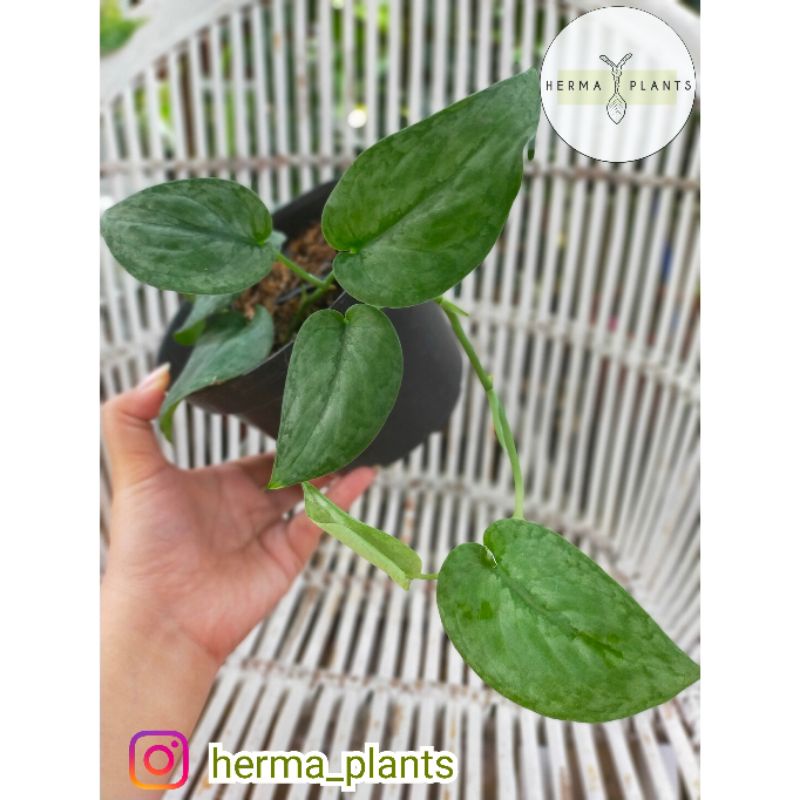 Scindapsus silver splash