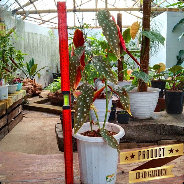 Tanaman hias begonia polka dot maculate jumbo