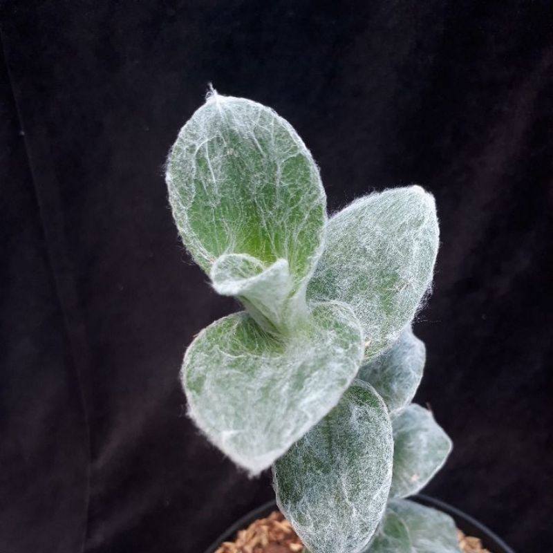 Tanaman Hias Tradescantia Sillamontana-Tanaman Hias Unik Dan Langka