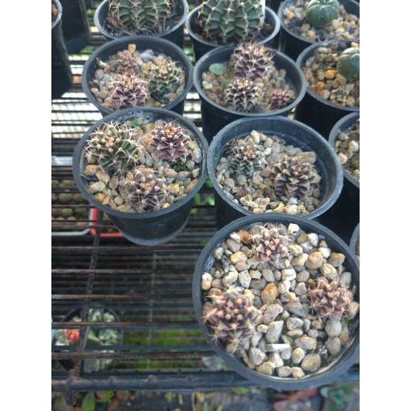 paket kaktus gymnocalycium yellow tiger x starfire cakep