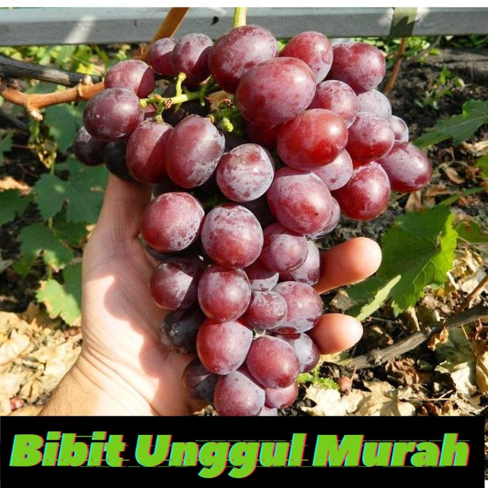 Bibit anggur import senator Grafting Siap Berbuah