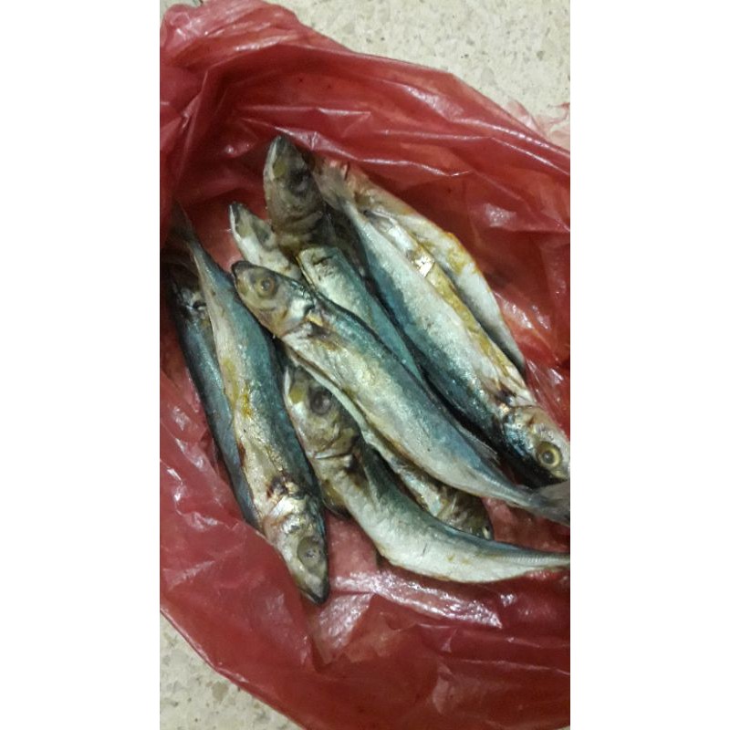 

[READYSTOCK&BESTSELLER] IKAN KLOTOK KUALITAS PREMIUM 250GRAM