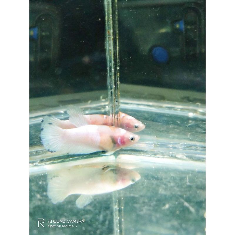 cupang hias Fimale yellow blue rim