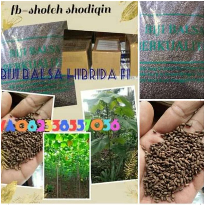 

biji balsa putih super 100gram