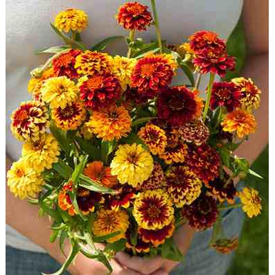 Benih-Bibit Bunga Zinnia Persian Carpet Mix (Haira Seed)