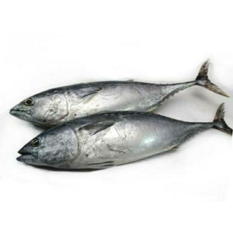 

Ikan Tongkol Utuh 1 kg