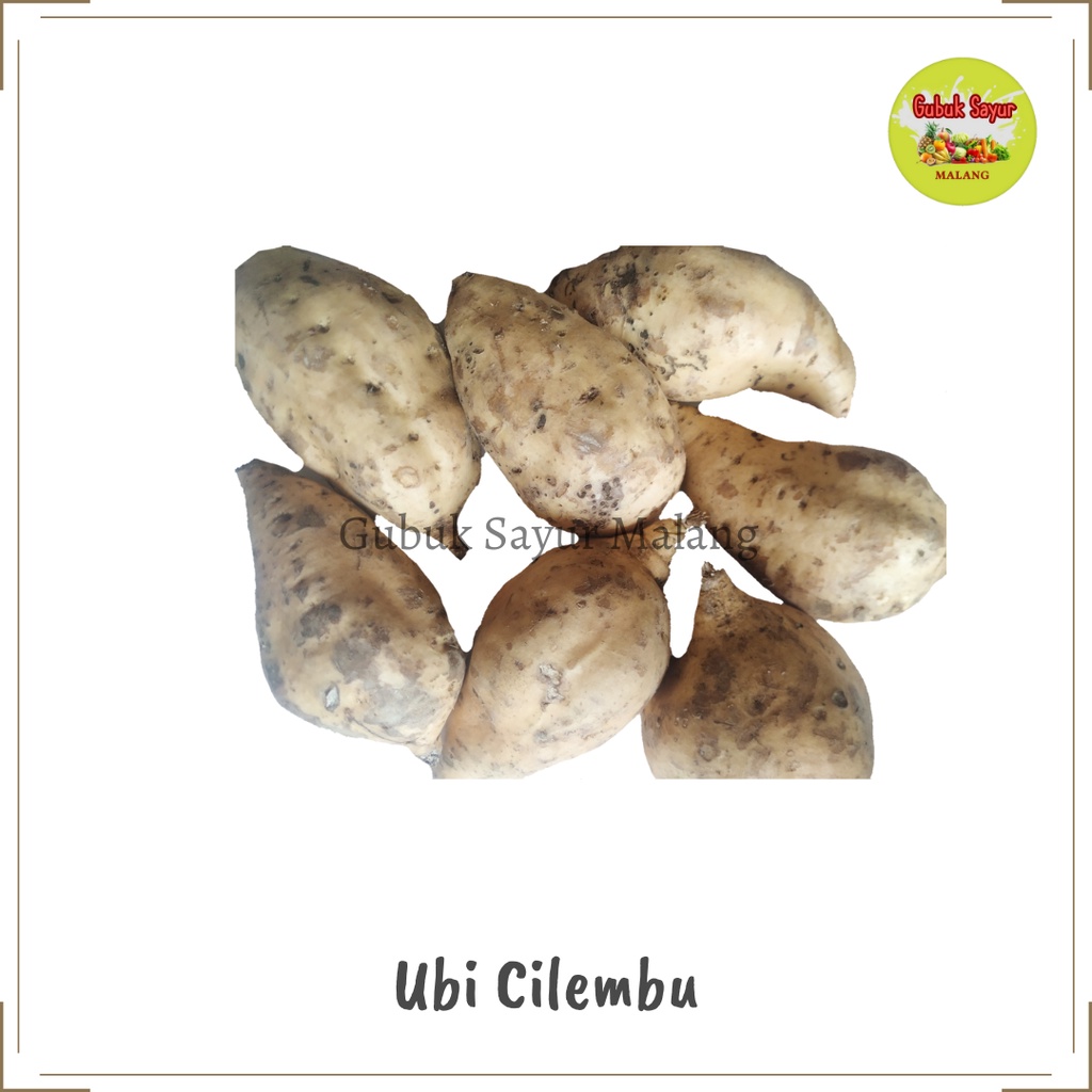 

Ubi Cilembu / Ubi Madu Cilembu Mentah 500 gram