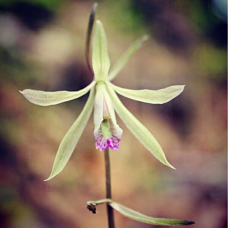 Anggrek Tanah Nervilia Campestris Green / Daun Hijau Bunga Putih Ungu