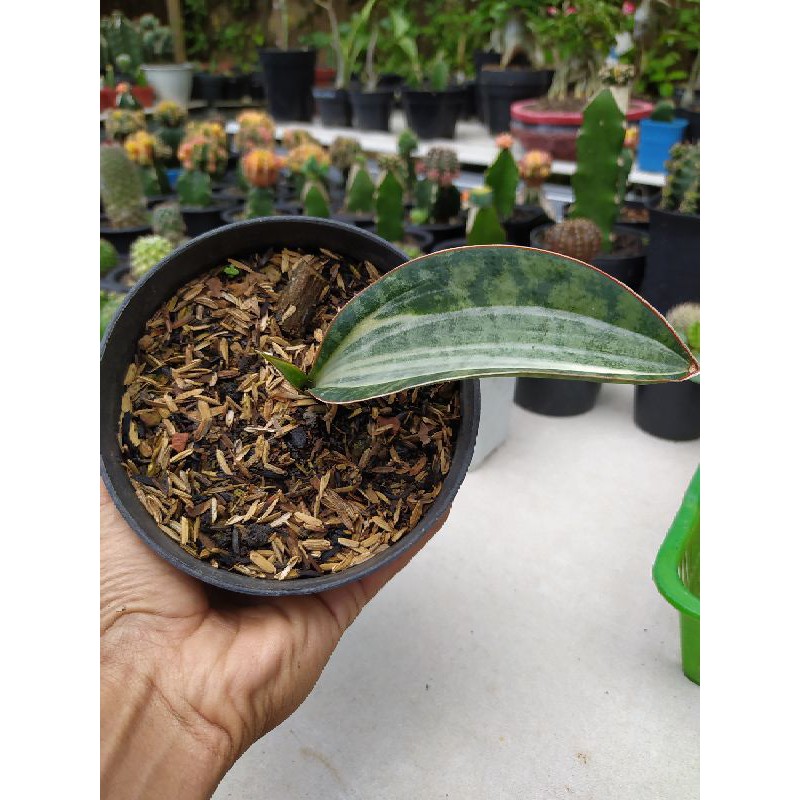 sanseviera masoniana varigata putih