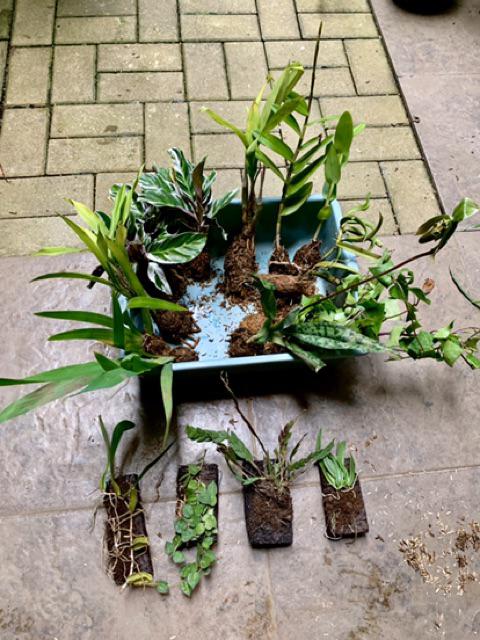 Dendrobium Leonis / Anggrek Lipan