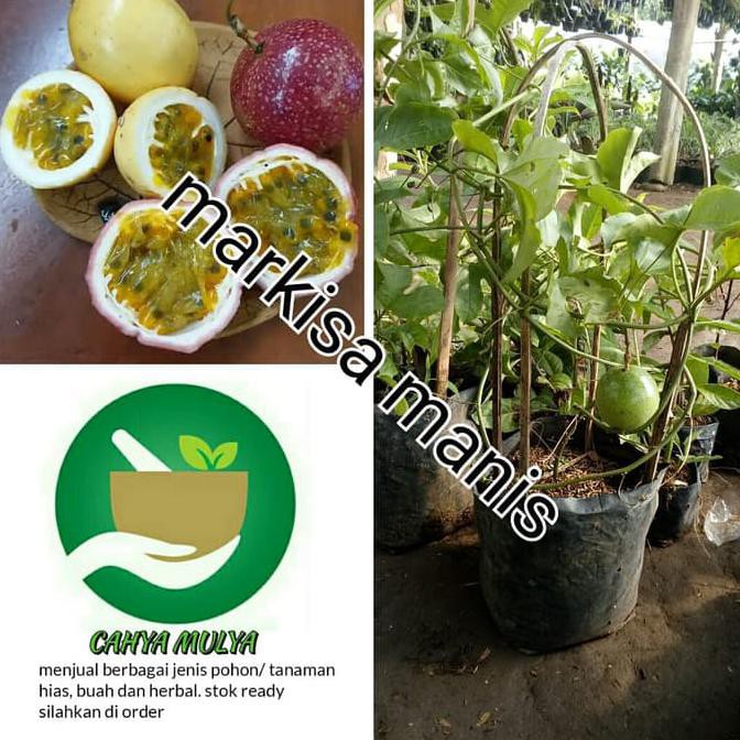 TERBAIK bibit pohon buah markisa manis berbuah - tanaman rambat markisa manis TERMURAH