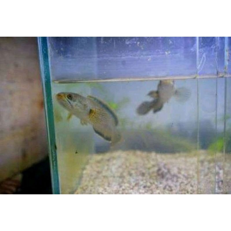 Limbata pair mini
