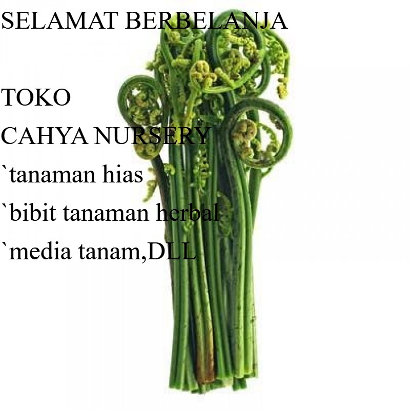 

PROMO Pakis sayur sehat segar organik netto 100gram siap petik ke kebun