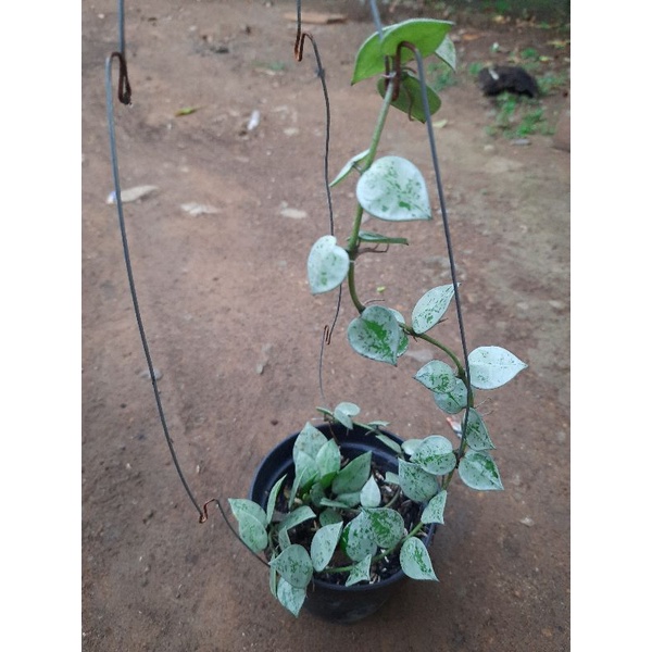 Tanaman hoya krohniana