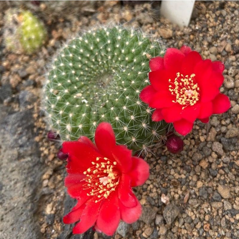 Kaktus Rebutia Minuscula ownroot / Kaktus pusar