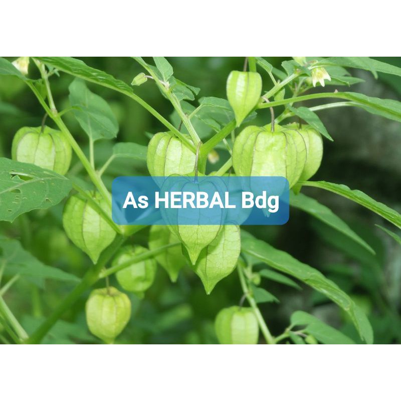 

Daun Ciplukan atau Cecenet Segar 400 gram-az