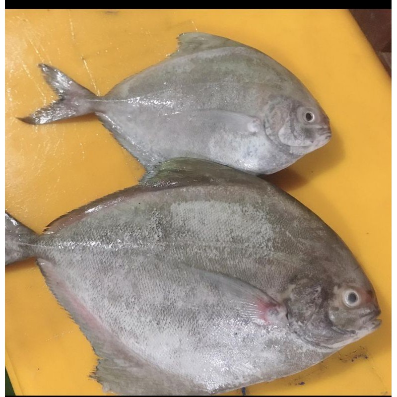 

IKAN BAWAL HITAM BESAR 1 KG