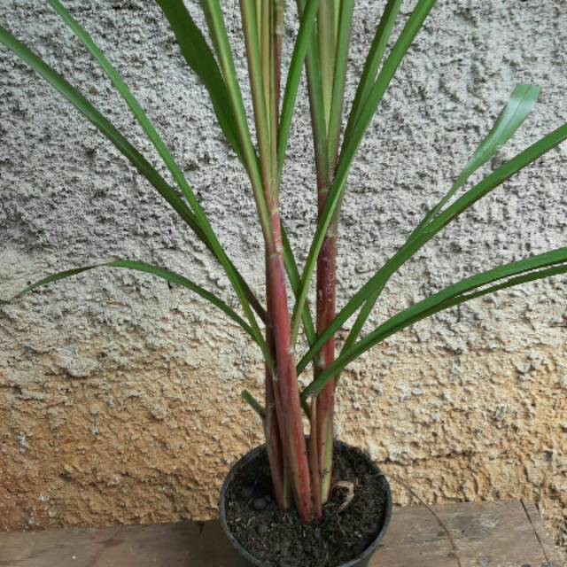 Tanaman Tebu Ireng atau Tebu Hitam