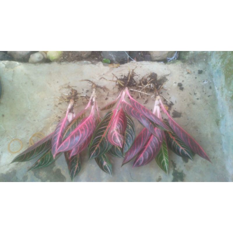 Red sumatera / pride of sumatera