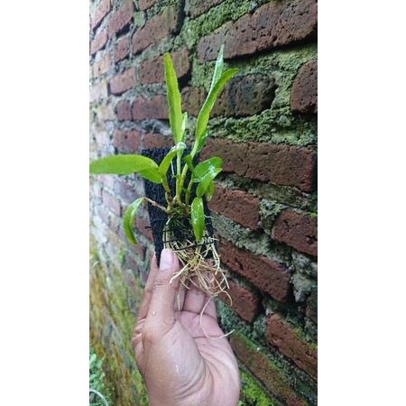 Dendrobium leporinum jailolo Sp maluku