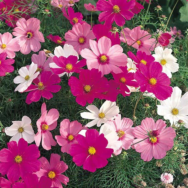 [Best Selling] 4 Seeds - Cosmos Dwarf Mix Haira Seed Biji Benih Bibit - SR0040