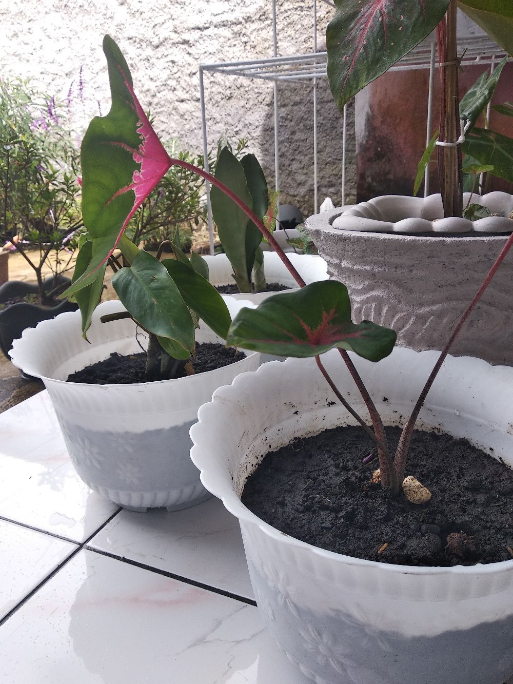 Kladi Joker Keladi Joker Caladium Ace Of Hear Jantung Hati