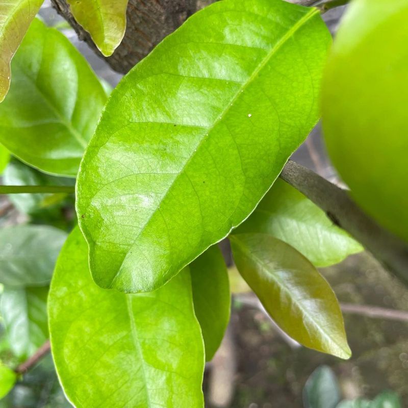 

Daun Salam Perikat/Daun Salam Organik (150 Gram)