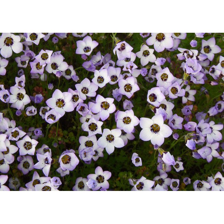 Benih Bibit Biji - Bunga Bird's Eye Gilia Tricolor Flower Seeds - IMPORT