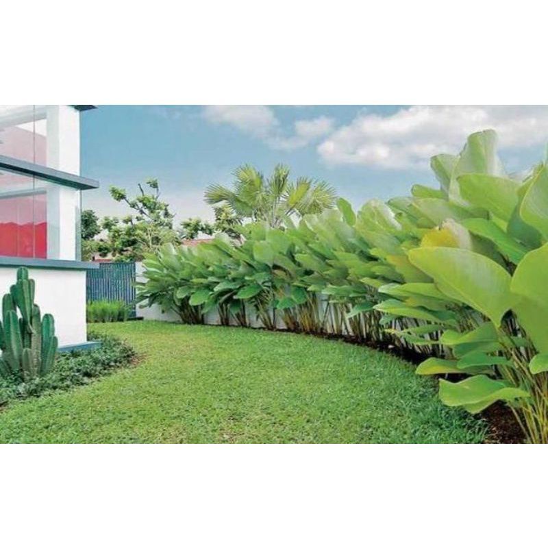 Tanaman taman calathea pisang / calatea /calathea pisang kipas / luthea