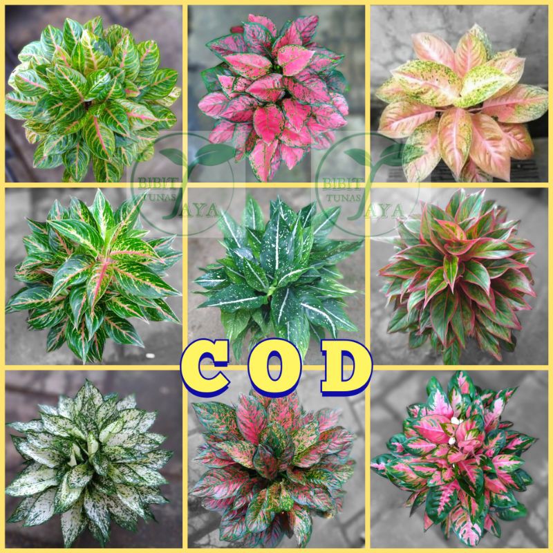 grosir tanaman aglonema aglaonema sri rezeki Shopee grosir tanaman aglonema aglaonema sri rezeki Shopee