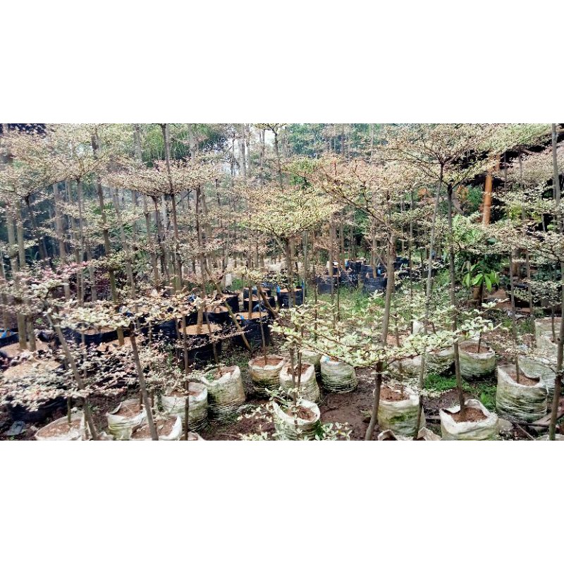 Ketapang kencana varigata 1 2 meter